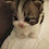 GatinhoMiauMiau